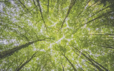 Die inneren Antreiber zähmen – 10 Schritte zu mehr Ruhe und Klarheit