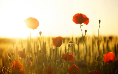 Jedem Neuanfang wohnt ein Zauber inne