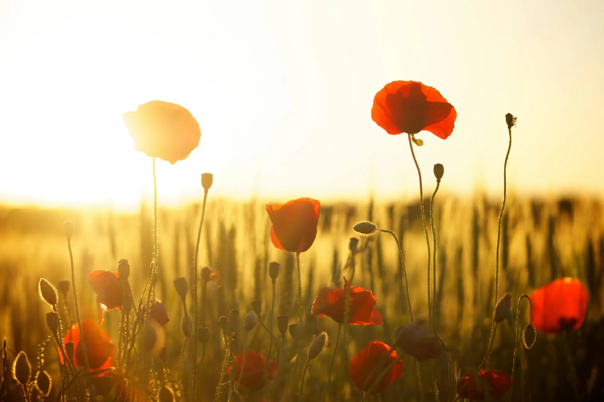 Blog 5-Jedem Neuanfang wohnt ein Zauber inne Mohnblumen im Sonnenaufgang
