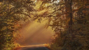 Licht scheint durch ein Blätterdach im Nebel