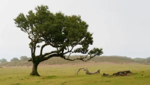 Windschiefer Baum