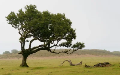 Der innere Antreiber „Streng dich an!“ – Ein Erfahrungsbericht
