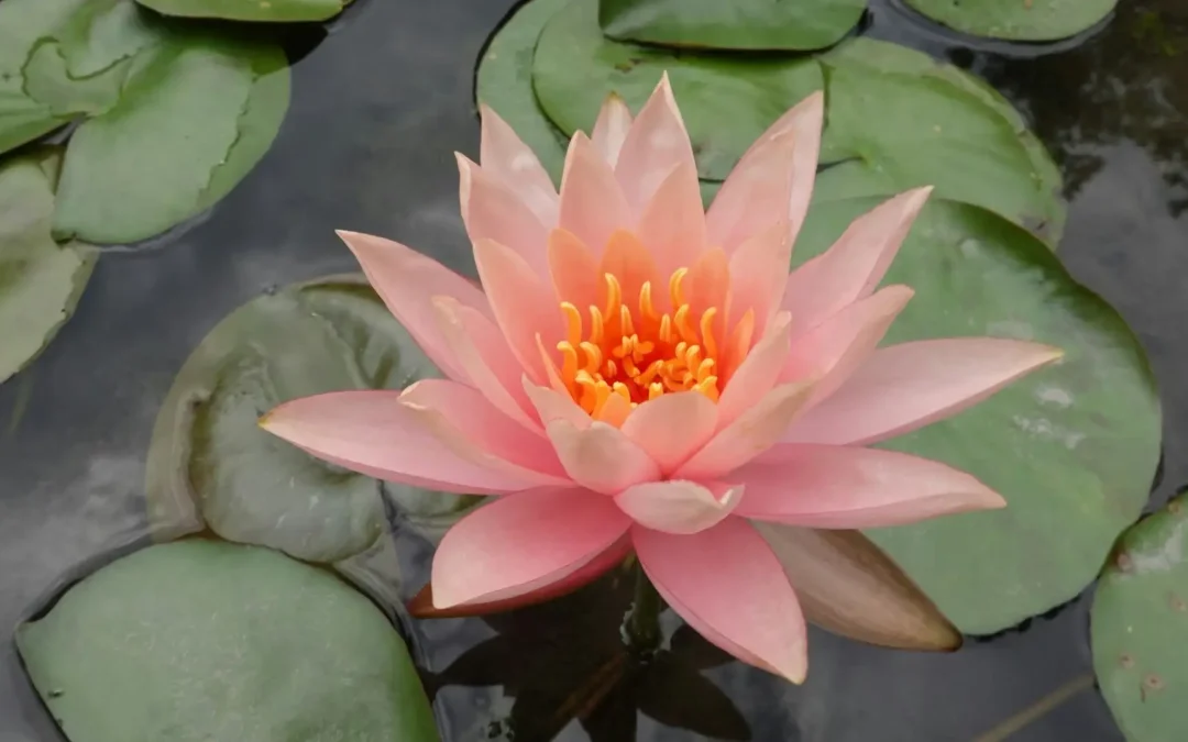 Zwischen 80% und 100%: Warum Perfektion manchmal gesünder ist, als du denkst