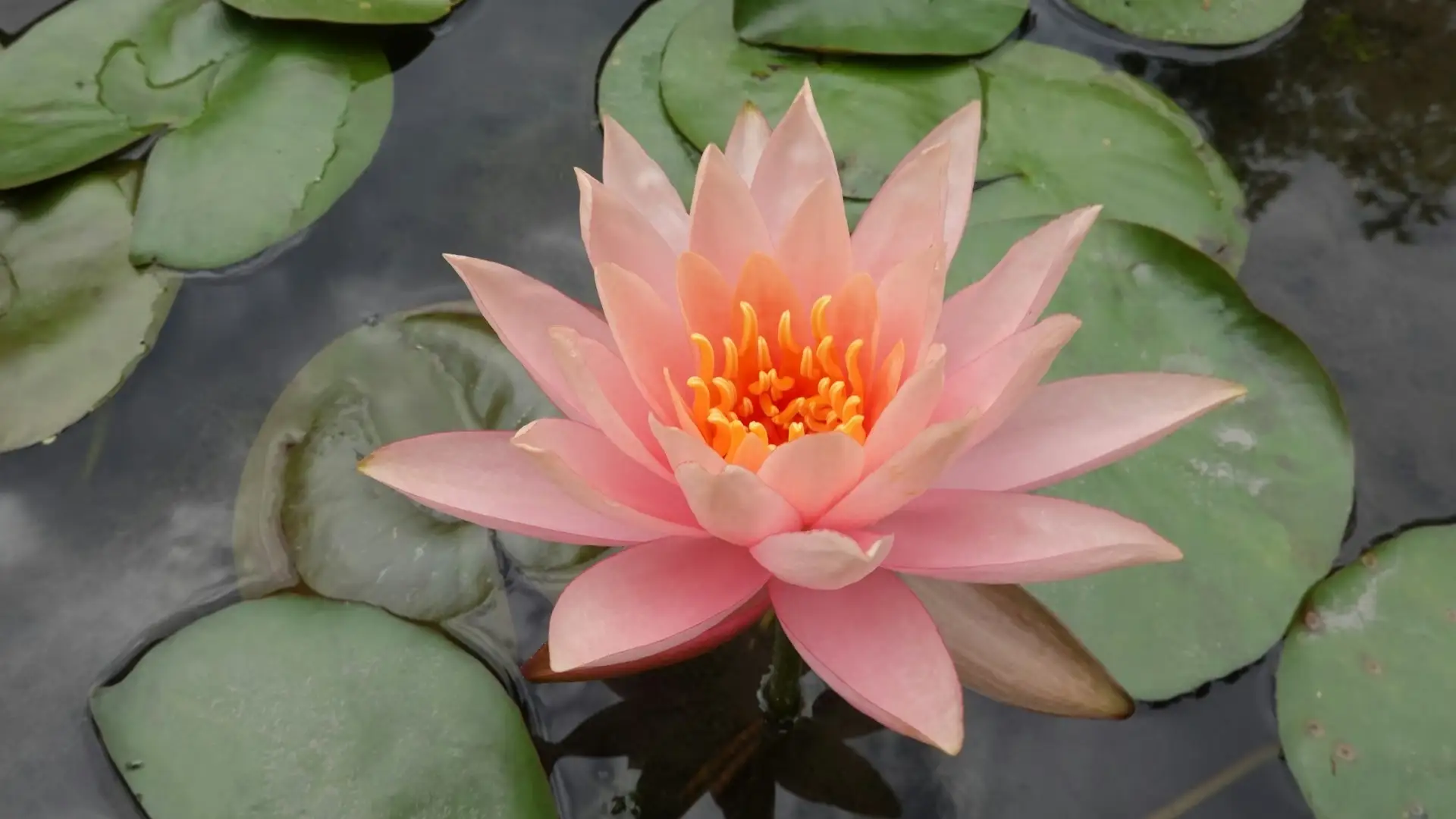 Lotus