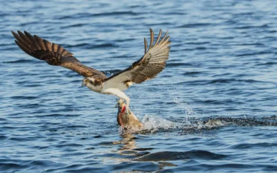 Stress – Geniale Erfindung der Natur oder Fallstrick der modernen Zeit