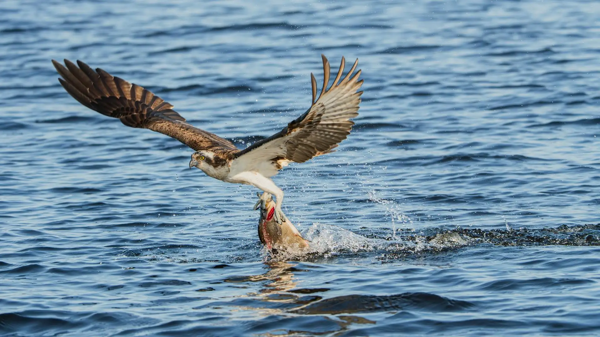 Adler mit einem gefangenen Fisch