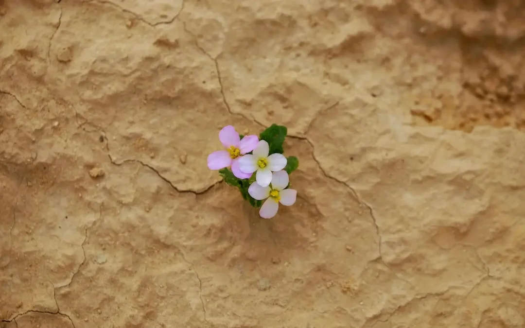 Schon wieder krank – was dein Körper dir wirklich sagen will