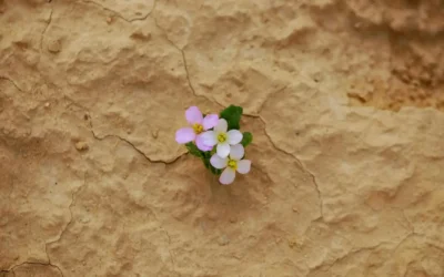 Schon wieder krank – was dein Körper dir wirklich sagen will
