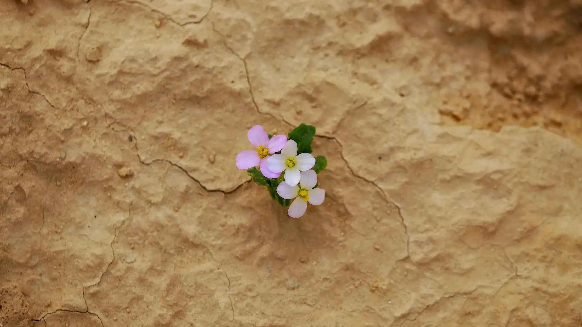 Blumen wachsen aus einem Boden mit Rissen