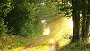 Licht fällt auf den Waldweg