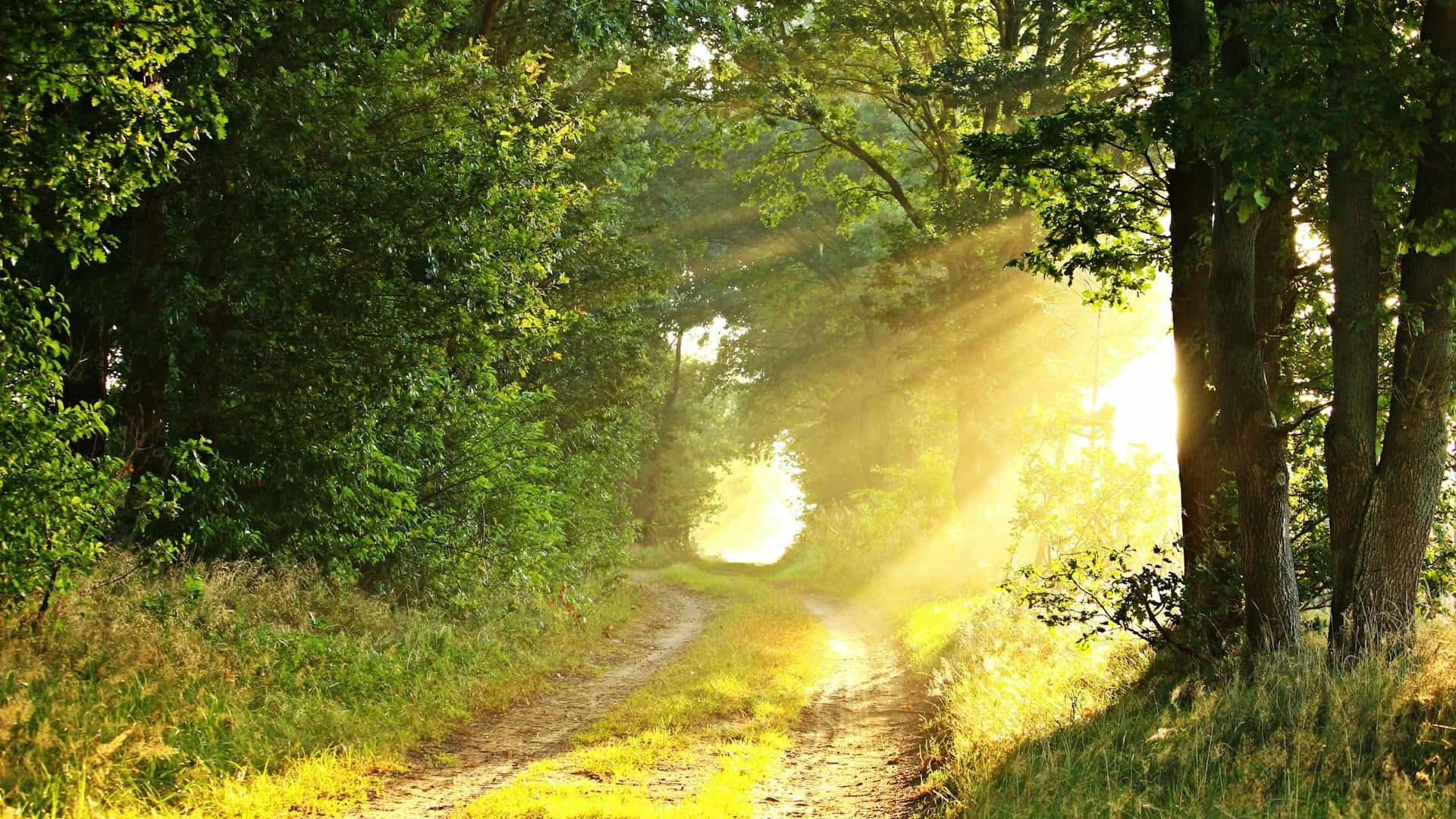 Licht fällt auf den Waldweg