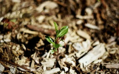 Burnout in der Schwangerschaft: Krise als Chance nutzen – Gastartikel von Susanne Ertle