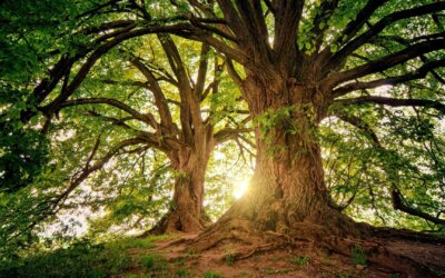 Burnout Prävention im Unternehmen – 5 Schritte für Führungskräfte