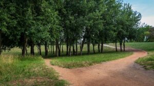 Waldweg der sich teilt