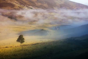 Einzelner Baum im Morgenlicht