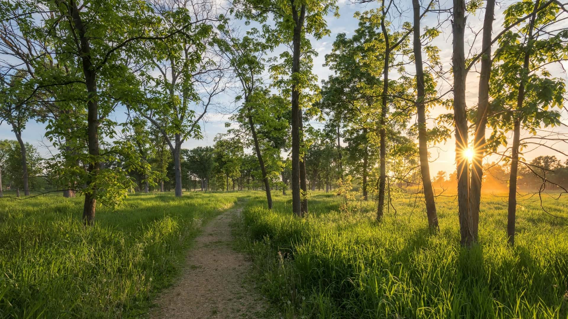 Waldweg im Morgenlicht