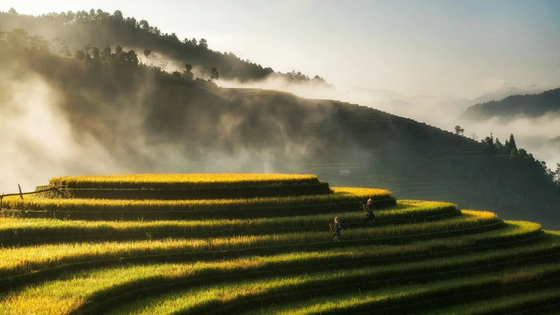 Reisfelder im Morgennebel