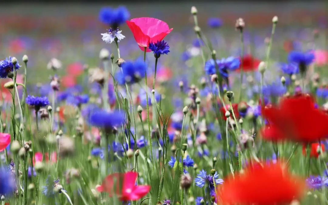 Die Kraft der Sonne – die Welt in hundert Jahren