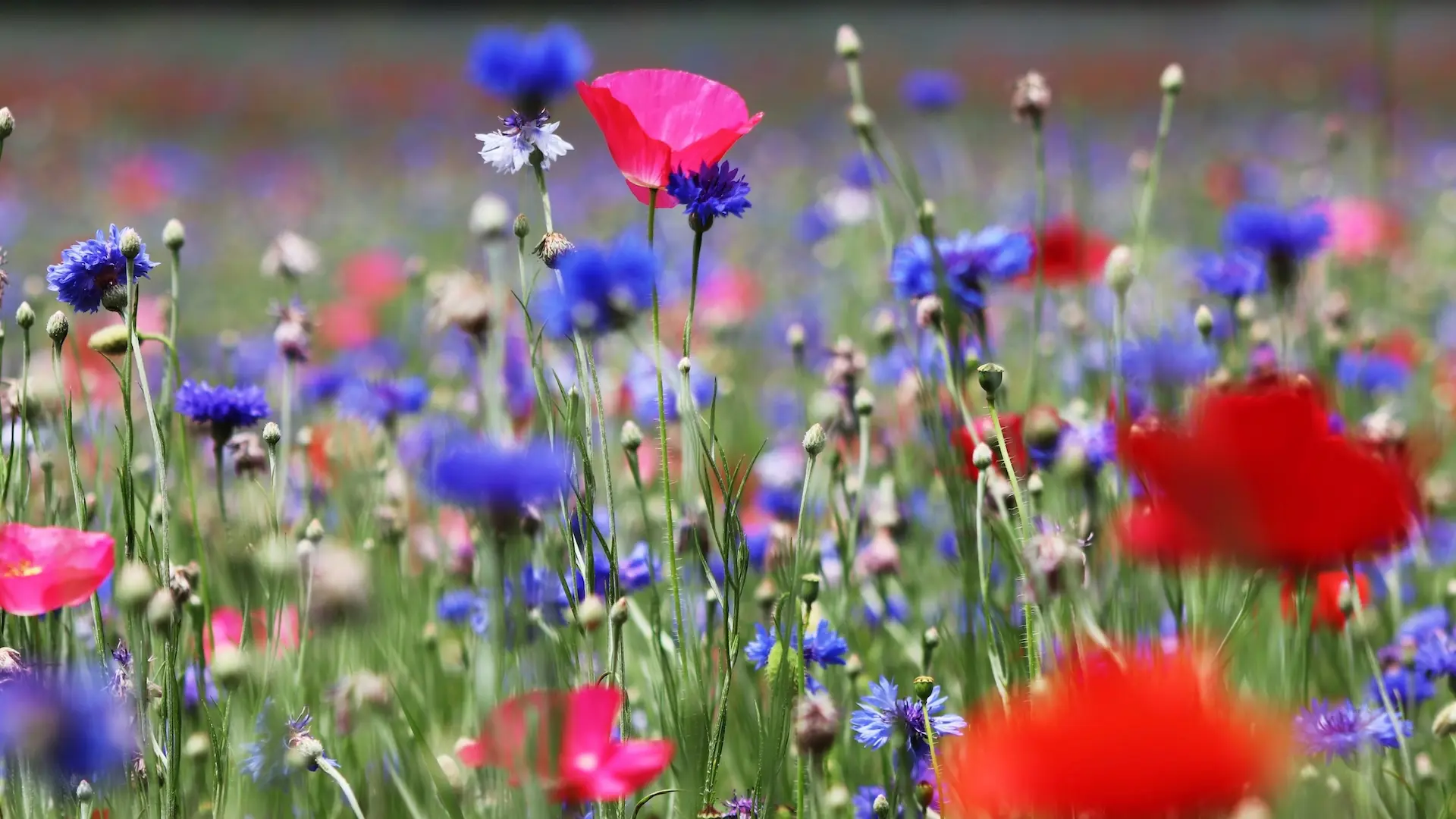 Blog 42-Die Kraft der Sonne – die Welt in hundert Jahren Blumenwiese