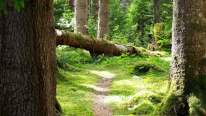 Baum liegt über einem Pfad im Wald