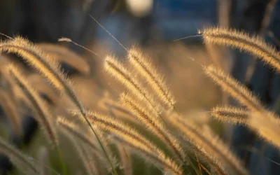 Der Tanz des Lebens: Transformation, Akzeptanz und innerer Frieden