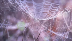 Spinnennetz im Morgentau