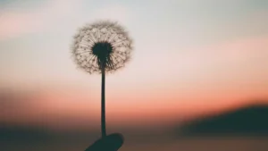 Löwenzahn im Sonnenuntergang