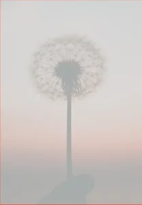 Löwenzahn im Sonnenuntergang