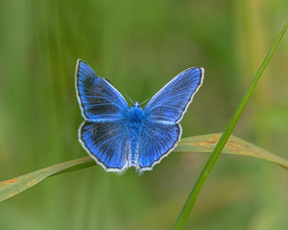 Schmetterling