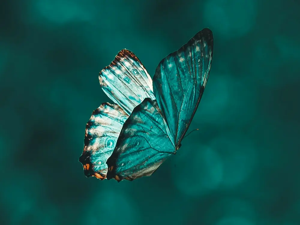 Coaching für Privatpersonen Schmetterling